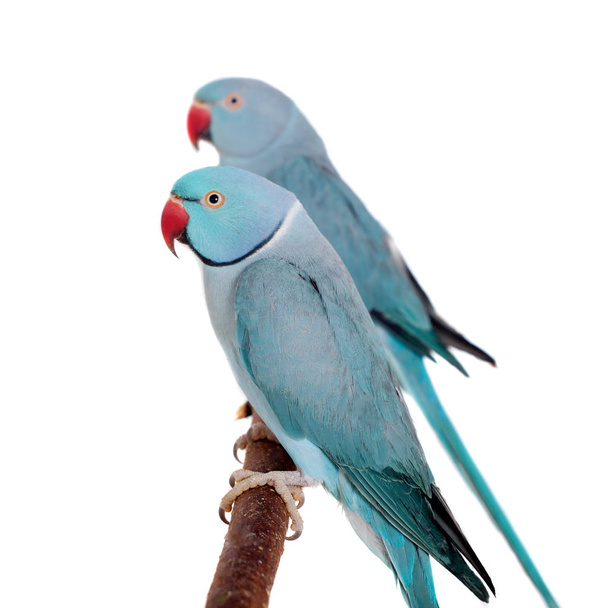 Beyaz gül halkalı veya halka boyunlu parakeets - Fotoğraf, Görsel