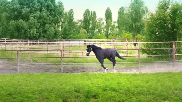 Černý krásný kůň tryskem na zelené trávě ve výběhu - Záběry, video