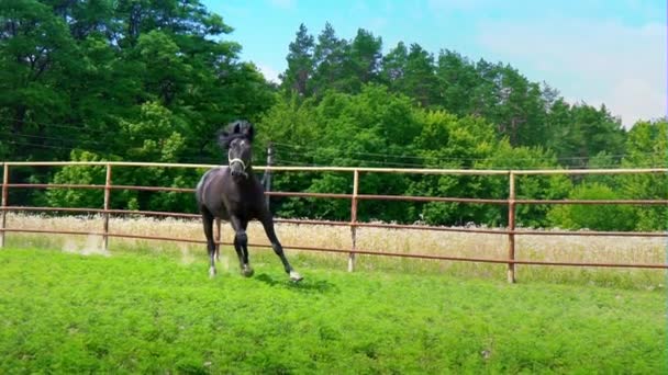 Zwarte mooi paard galopperen op het groene gras langs het ijzeren hek in de paddock, abrupt stopt en van richting verandert - Video