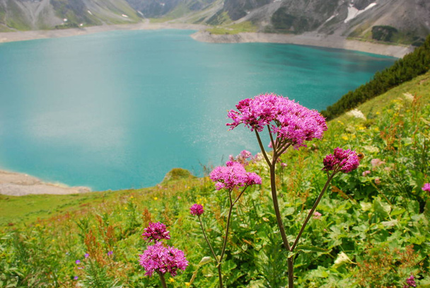 Close view of wild pink flowers with blue lake on background - Photo, Image