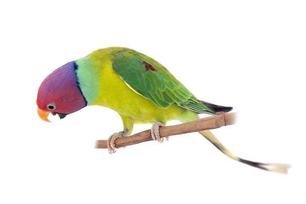 Maschio di pappagallo testa di prugna su bianco
 - Foto, immagini