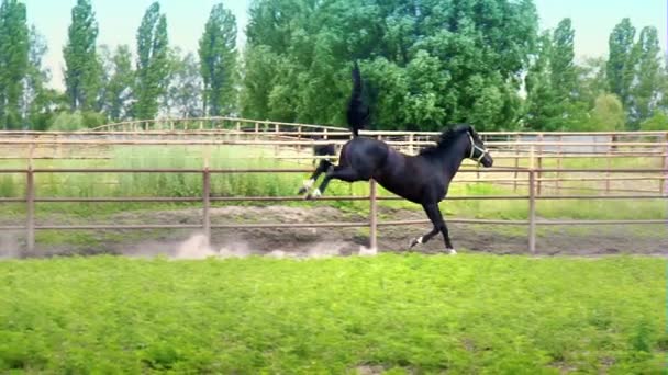 Zwarte mooi paard galopperen op het groene gras in de paddock - Video