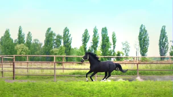 Negro hermoso caballo galopando en la hierba verde en el paddock
 - Metraje, vídeo