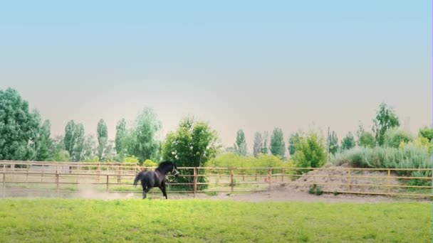Koppige paard schoppen op de vlucht. Zwarte mooi paard galopperen op het groene gras in de paddock - Video