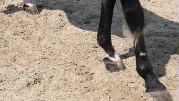 Koń jest kopanie ziemi z jego hoof front - Materiał filmowy, wideo