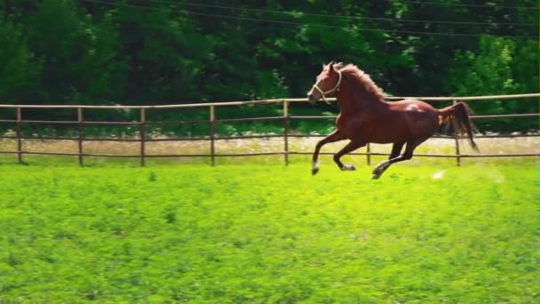 Caballo marrón joven con carácter obstinado corre en el paddock
 - Metraje, vídeo