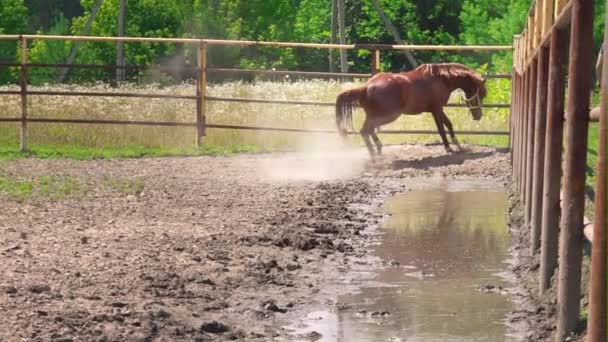 Jong bruin paard met koppig karakter loopt in de paddock - Video