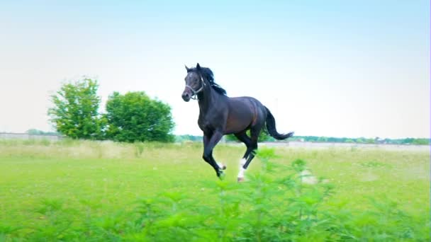 Fekete gyönyörű ló vágtató a zöld fűben, a karámban - Felvétel, videó
