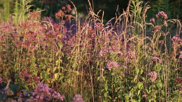 Kvetoucí oreganem a divokou trávou, pohybující se ve větru při západu slunce - Záběry, video
