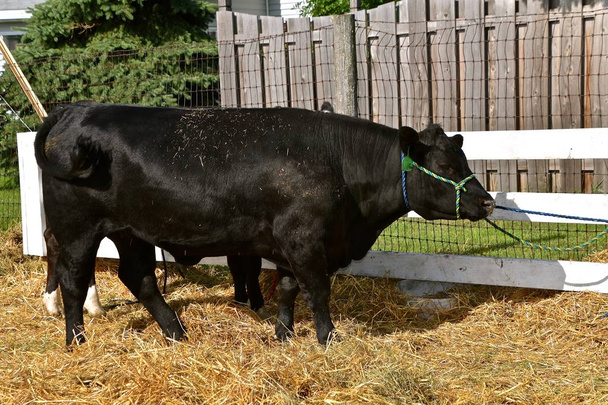 Una mucca Angus nera ben curata, munita di aureola, è legata ad un palo prima di essere giudicata in una fiera di paese.
. - Foto, immagini