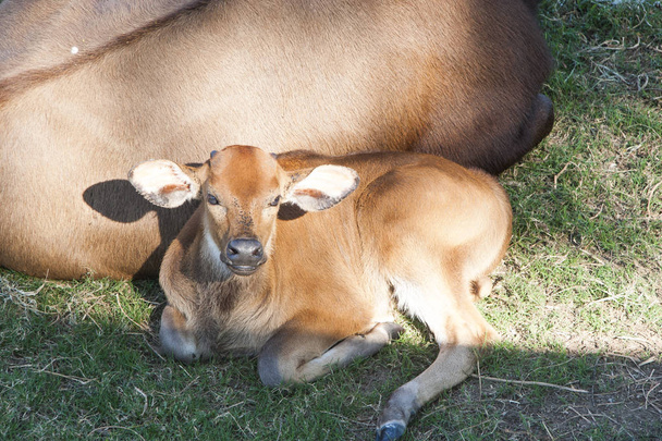 Krowa i łydki odpoczynku Villahermosa, Tabasco, Meksyk - Zdjęcie, obraz