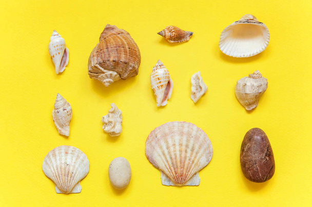 Tropical Background. Seashells on yellow colorful trendy modern fashion background. Vacation travel summer weekend sea adventure trip concept - Photo, Image