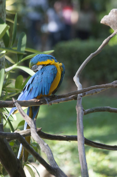 Beautiful Macaw portrait in the wild, Mexico, Tabasco, Villahermosa
 - Фото, изображение