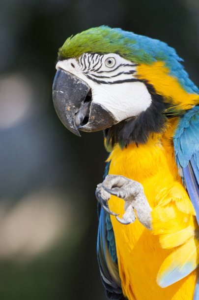Beautiful Macaw portrait  in the wild,Mexico,Tabasco,Villahermosa - Photo, Image