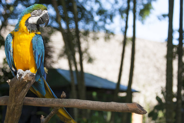 Beautiful Macaw portrait  in the wild,Mexico,Tabasco,Villahermosa - Photo, Image