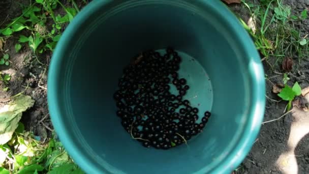 Mladé samice farmář vyplní kbelík s bobule čerstvé šťavnaté černého rybízu. - Záběry, video