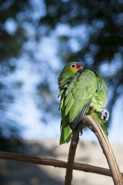 Green parrot in the wild,Villahermosa,Tabasco,Mexico - Photo, Image