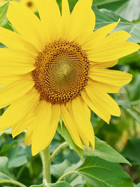 Koreas Sonnenblumenlandschaft - Foto, Bild