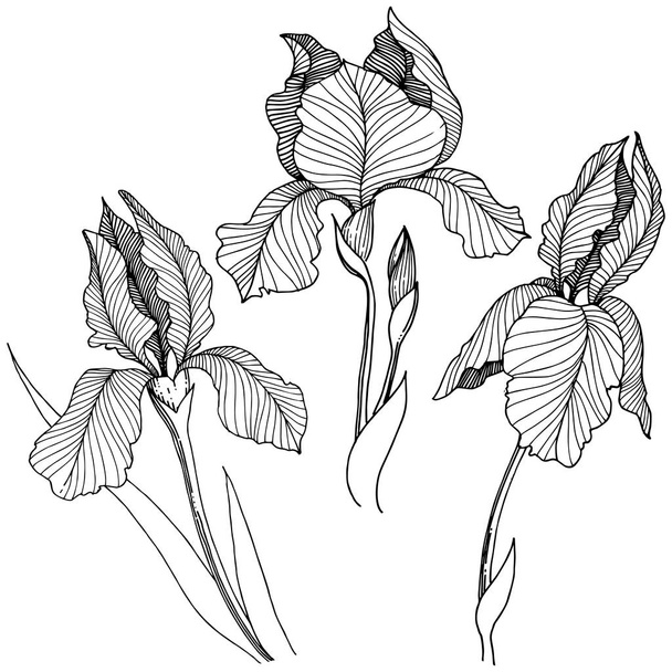 Fleur d'iris dans un style vectoriel isolé. Nom complet de la plante : iris. Fleur vectorielle pour fond, texture, motif d'emballage, cadre ou bordure
. - Vecteur, image