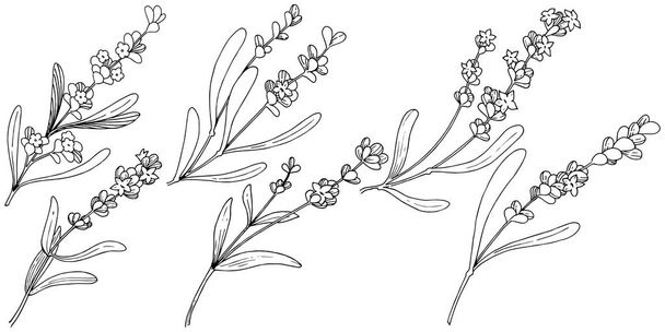 Flower lavender in a vector style isolated. Full name of the plant: lavender. Vector flower for background, texture, wrapper pattern, frame or border. - Vektör, Görsel