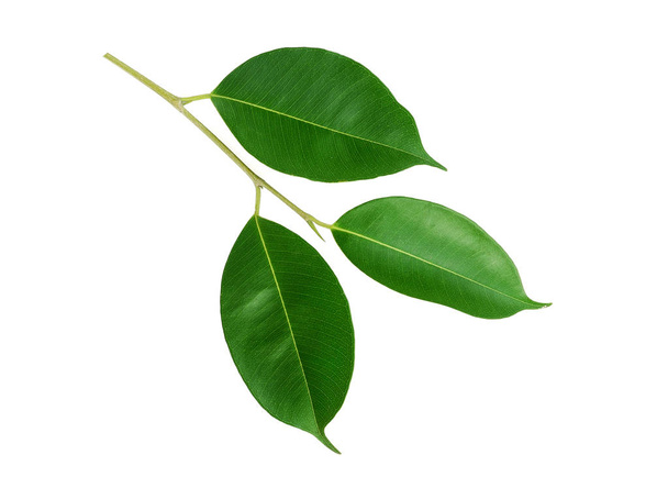 green leaf isolated on white background - Фото, изображение
