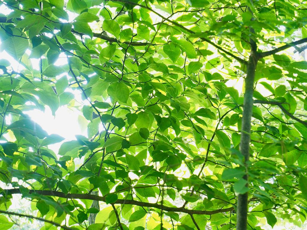 Świeży zielony liść z Korei - Zdjęcie, obraz