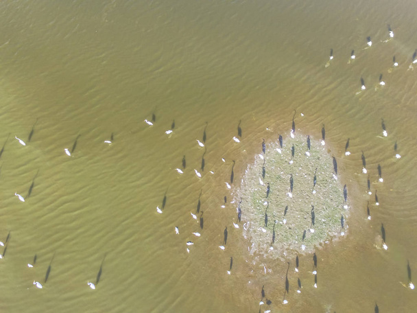 Közeli légi nagy kócsag (Ardea alba) Irving, Texas, sekély tó minket. Fehér tollazatú, sárga bill, fekete lábak, nyak s-görbe, közös gém, mocsári, és mocsári madár. Vadon élő állatok háttér - Fotó, kép