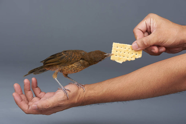 Πουλί φάει cookie από τα χέρια του ο άνθρωπος - Φωτογραφία, εικόνα
