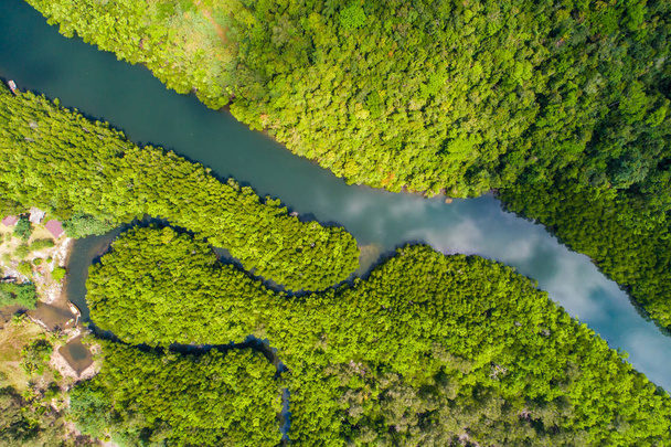 Fiume in mangrovia tropicale albero verde foresta vista aerea
 - Foto, immagini