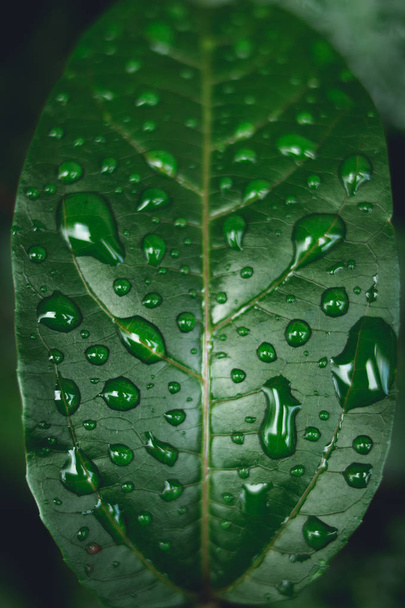 kapky vody na listech v přírodě - Fotografie, Obrázek