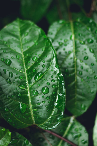 Water drops on leaves in nature - Foto, imagen