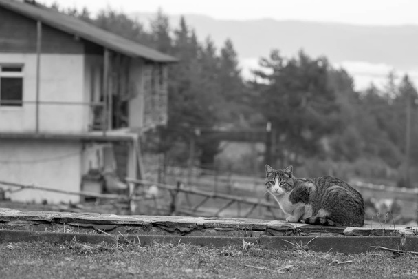 Sad cat standing in the garden looks in the camera, black and white image - Photo, Image