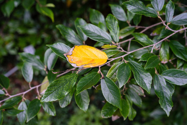 σε φύλλα δέντρο φυτό hamamelidaceae αφήνει κοντά σε κήπο σκοτεινό φύλλο - Φωτογραφία, εικόνα