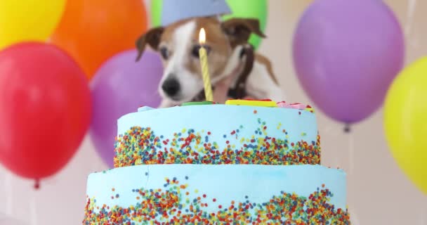 Lindo perro con sombrero de fiesta y pastel de cumpleaños
 - Imágenes, Vídeo