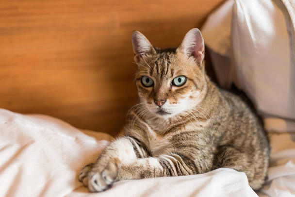faule und lustige gestromte Katze bleibt zu Hause auf dem Bett - Foto, Bild