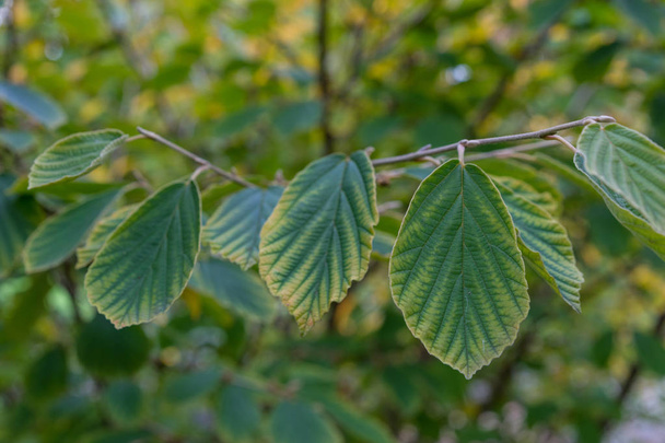 Magické Nut rostlin Hamamelis vilínovité hybridní zblízka - Fotografie, Obrázek