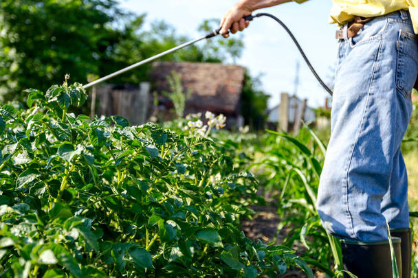 Αγρότης σπρέι ταξιανθία πατάτες φυτά για την προστασία τους με τις χημικές ουσίες από μυκητιακή ασθένεια ή παράσιτα με χειροκίνητα ψεκαστήρα κήπο του. - Φωτογραφία, εικόνα