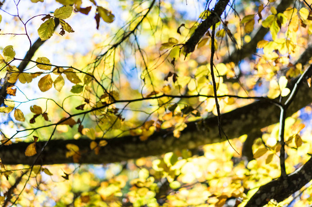 sole splendente attraverso foglie gialle atmosfera estiva
 - Foto, immagini