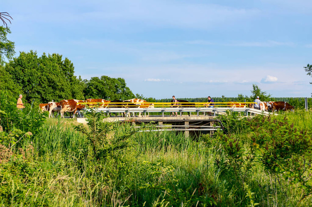 Ποιμένες οδήγηση κοπάδι των εγχώριων αγελάδων bloodstock σπίτι, το στάβλο μετά από βοσκότοπους, ένα πέρα από τη γέφυρα. - Φωτογραφία, εικόνα