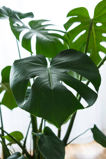 philodendron inside house close up leaf interior plant - Foto, afbeelding