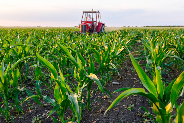 Boeren met trekker zijn het cultiveren van veld met jonge maïs door te slepen de ploeg machine onder rijen.  - Foto, afbeelding