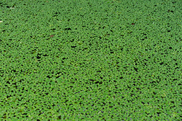 pond is fully covered with water plant - Photo, Image