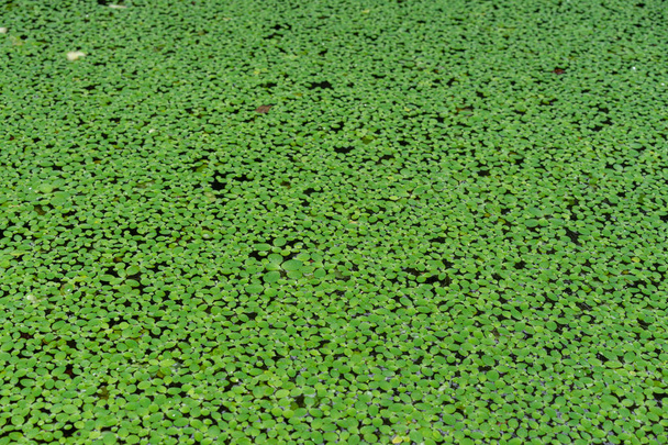 estanque está completamente cubierto con planta de agua
 - Foto, imagen