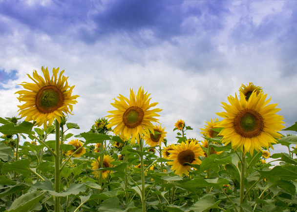 Photo of sunflower field on a sunny day. Blue sky with beautiful clouds. - Photo, Image