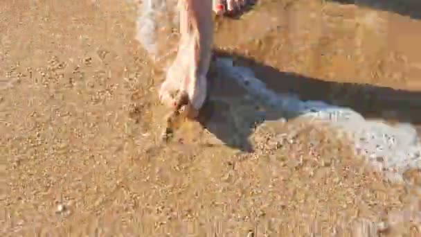 4 k. ženské nohy s červeným pedikúru chodit na pláži moře. Pohled zepředu - Záběry, video