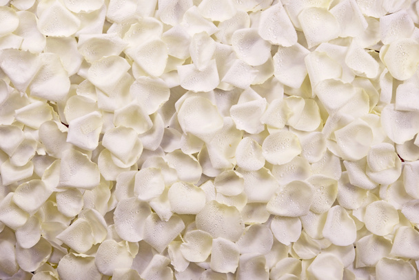 Valkoiset ruusun terälehdet
 - Valokuva, kuva