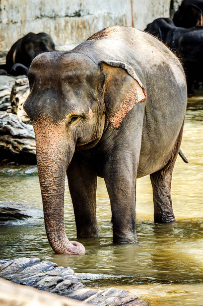ピンナワラのゾウの孤児、スリランカで泳ぎながら水中で立っている象. - 写真・画像