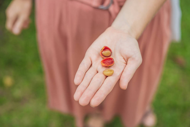 Fresh red berries coffee beans in woman hand - Photo, image