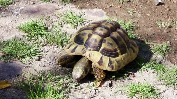 Fife years old, verry hungry, greek turtle, or hermanns tortoise, is eating stones. That is a sign of a nourishment problem. - Footage, Video