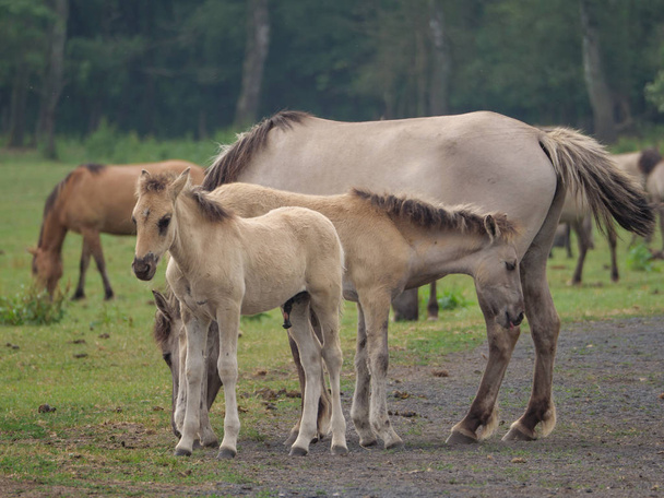 Cavalos selvagens na Alemanha
 - Foto, Imagem